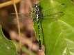 Hemigomphus heteroclytus male-1995